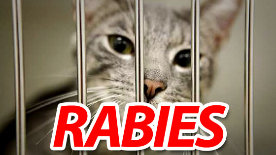 Pet cat without a current rabies vaccine exposes owners to virus