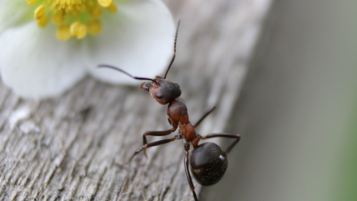 ant-6927405