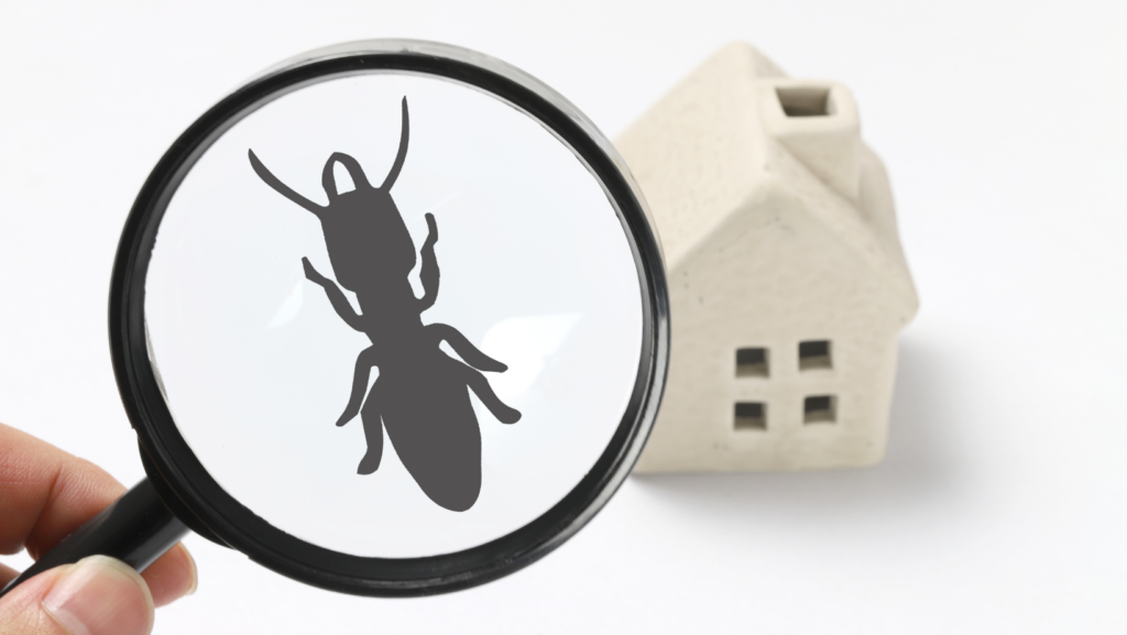 pest control inspection