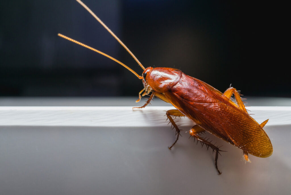American_cockroach_vs_German_cockroach-7394407