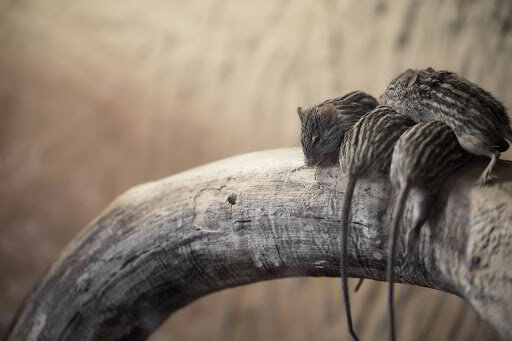 Mouses On Tree