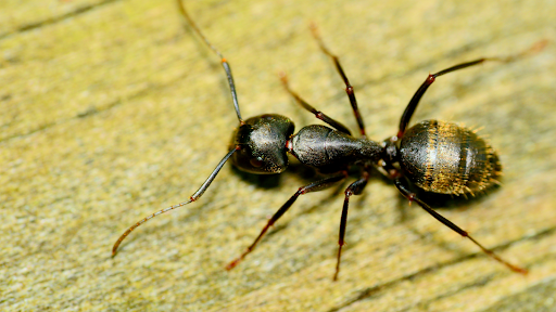 Ant