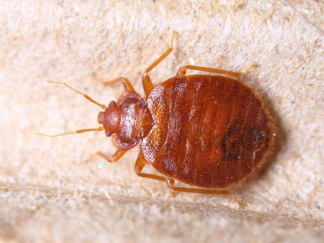 bedbug-fabric