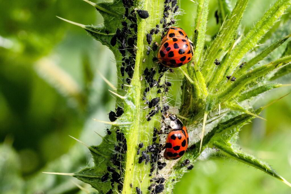 organic and natural pest control