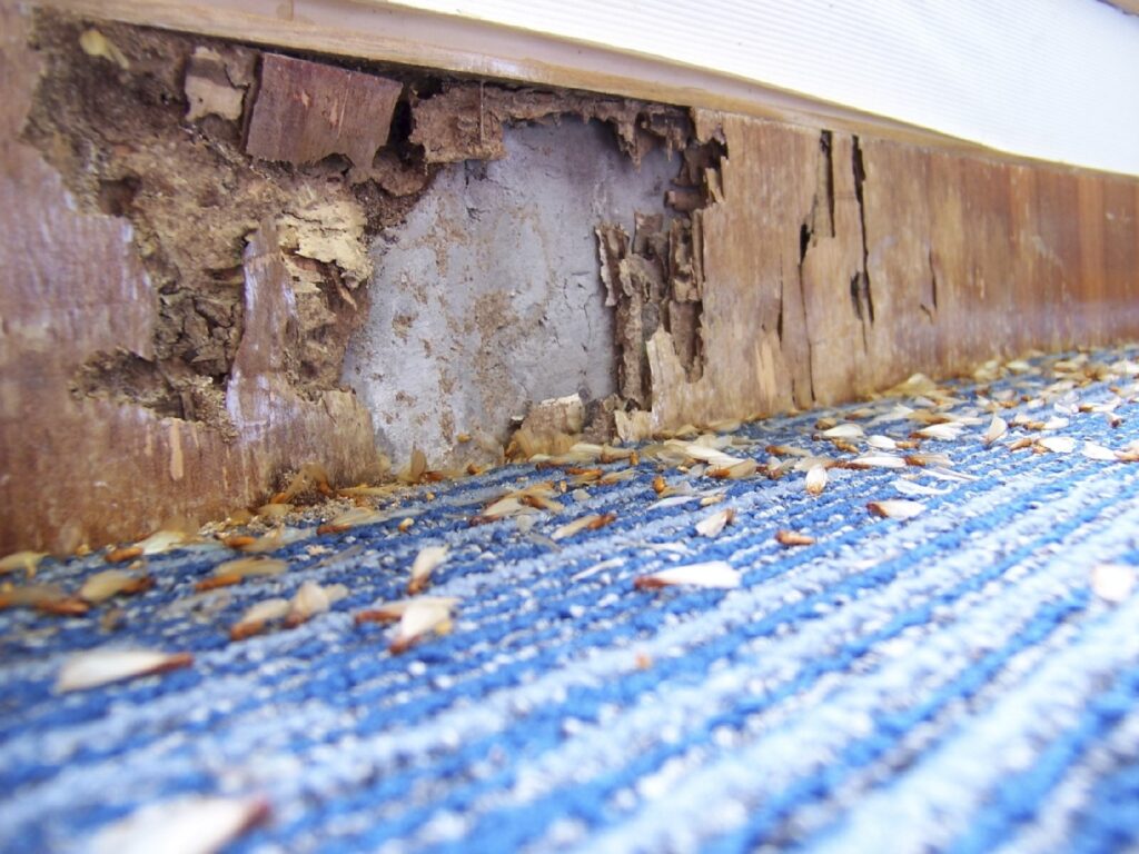 Termites