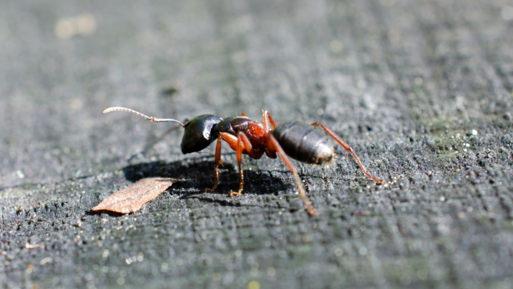 Ant