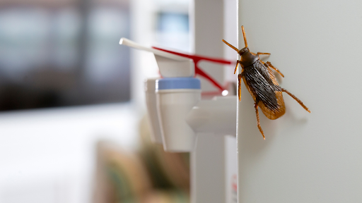 Roach Removal Services